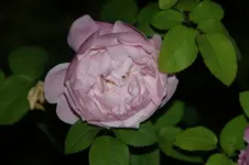 DSC06853.webp