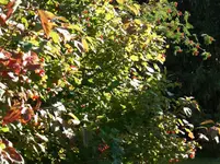 CIMG1318.webp