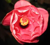 Hibiskus (2).webp