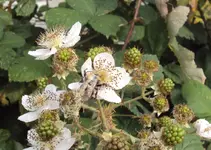DSC02269 - 2011-10-03 - hummel brombeere.webp