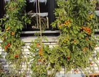 DSC02265 - 2011-10-03 - tomis.webp
