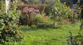 DSC02260 - 2011-10-03 - phlox, brombeeren, tomis, soblus.webp