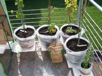 100_2453.webp