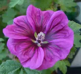 CIMG5332_kl.webp