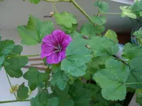 CIMG5333_kl.webp