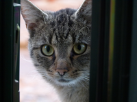 katerchen01.webp