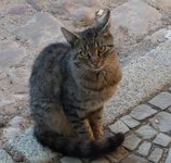 katerchen02.webp