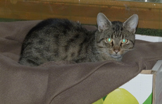 katerchen03.webp