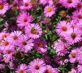 Herbstaster_kleiner.webp