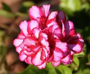 Geranie1_kleiner.webp