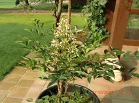 unbekannter Baum, Strauch 006.webp