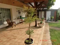 unbekannter Baum, Strauch 007.webp unbekannter Baum, Strauch 007.webp