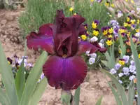 Rosso_Relativo_19052011.webp