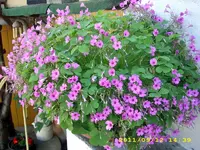 JD500661.webp
