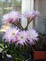 JD500655.webp