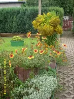 JD500636.webp