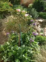 knäuelglockenblume nachblüte.webp