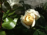 lions-rose.webp