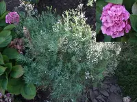 schleierkraut+hortensie.webp