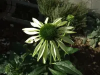 sonnenhut weiss.webp