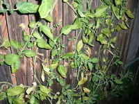 nutdef_03.webp