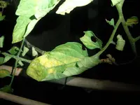 nutdef_07.webp