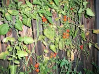 nutdef_12.webp
