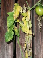 alternaria3.webp