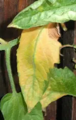 nutdef_16.webp