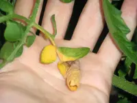 alternaria2.webp