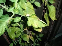 nutdef_01.webp