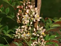 Blüten von unbekanntem Strauch 001.webp Blüten von unbekanntem Strauch 001.webp