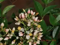 Blüten von unbekanntem Strauch 002.webp Blüten von unbekanntem Strauch 002.webp
