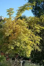 Goldrobinie in voller Herbstpracht_kleiner.webp