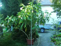 BILD1067.webp