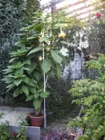 BILD1070.webp