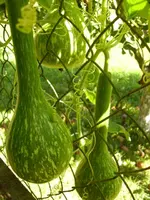 DSCI0756.webp
