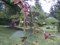 BILD0782.webp