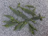 Samenkapseln.JPG.webp