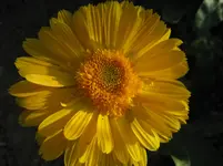 IMG_7123.webp