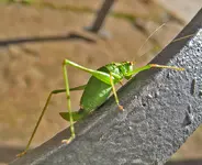 mit-Migrationshintergrund-a25778244.webp