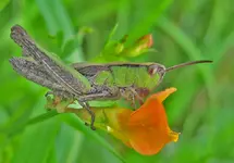 ein-kleines-Kraftpaket-a25473408.webp