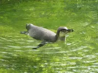 Bild 1160.webp