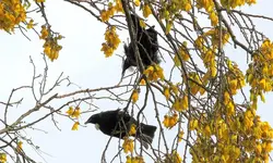 Tuis Balzzeit.webp