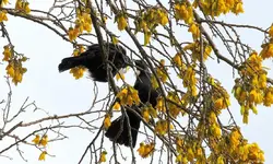Tuis Balzzeit (1).webp