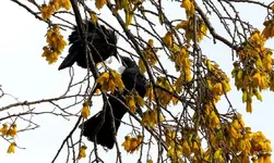 Tuis Balzzeit (2).webp