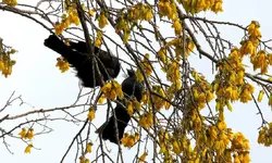 Tuis Balzzeit (3).webp