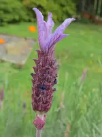 Lavendel v.webp