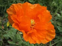 Mohn v.webp
