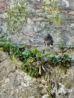 DSC02365.webp